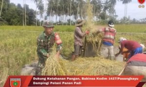 Dukung Ketahanan Pangan Babinsa Kodim 1427/Pasangkayu Dampingi Petani Panen Padi