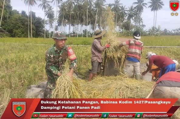 Dukung Ketahanan Pangan Babinsa Kodim 1427/Pasangkayu Dampingi Petani Panen Padi