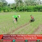 Babinsa Kodim 1401/Majene Dampingi Petani dalam Pemeliharaan Tanaman Bawang Merah
