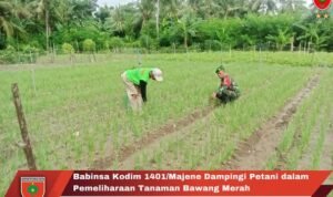 Babinsa Kodim 1401/Majene Dampingi Petani dalam Pemeliharaan Tanaman Bawang Merah