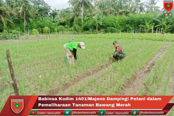 Babinsa Kodim 1401/Majene Dampingi Petani dalam Pemeliharaan Tanaman Bawang Merah