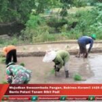 Wujudkan Swasembada Pangan Babinsa Koramil 1425-05/Batang Bantu Petani Tanam Bibit Padi