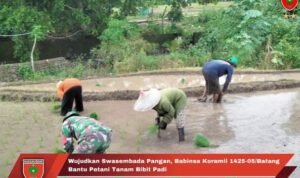 Wujudkan Swasembada Pangan Babinsa Koramil 1425-05/Batang Bantu Petani Tanam Bibit Padi