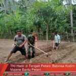 TNI Hadir di Tengah Petani: Babinsa Kodim 1401/Majene Bantu Petani