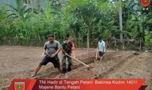 TNI Hadir di Tengah Petani: Babinsa Kodim 1401/Majene Bantu Petani