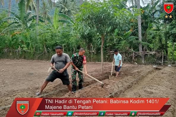 TNI Hadir di Tengah Petani: Babinsa Kodim 1401/Majene Bantu Petani