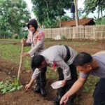 Polsek Kawali Gelar Program Ketahanan Pangan, Dukung Asta Cita Presiden Prabowo Subianto