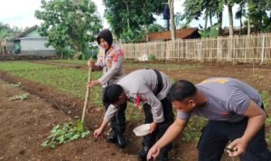 Polsek Kawali Gelar Program Ketahanan Pangan, Dukung Asta Cita Presiden Prabowo Subianto