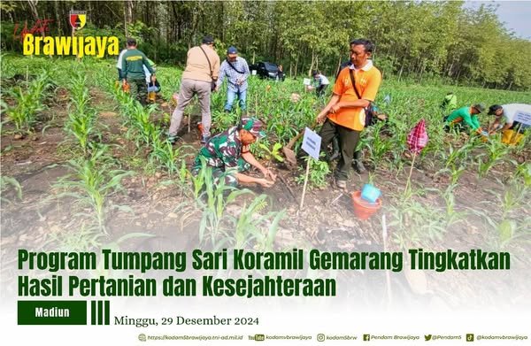 PROGRAM TUMPANG SARI KORAMIL GEMARANG TINGKATKAN HASIL PERTANIAN DAN KESEJAHTERAAN