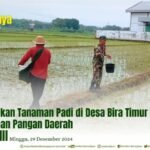 PEMUPUKAN TANAMAN PADI DI DESA BIRA TIMUR DUKUNG KETAHANAN PANGAN DAERAH