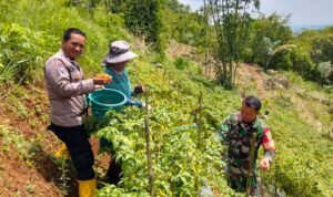 Soliditas TNI-Polri Polsek dan Koramil Panjalu Cooling System ke Poktan Cabai Sukamantri