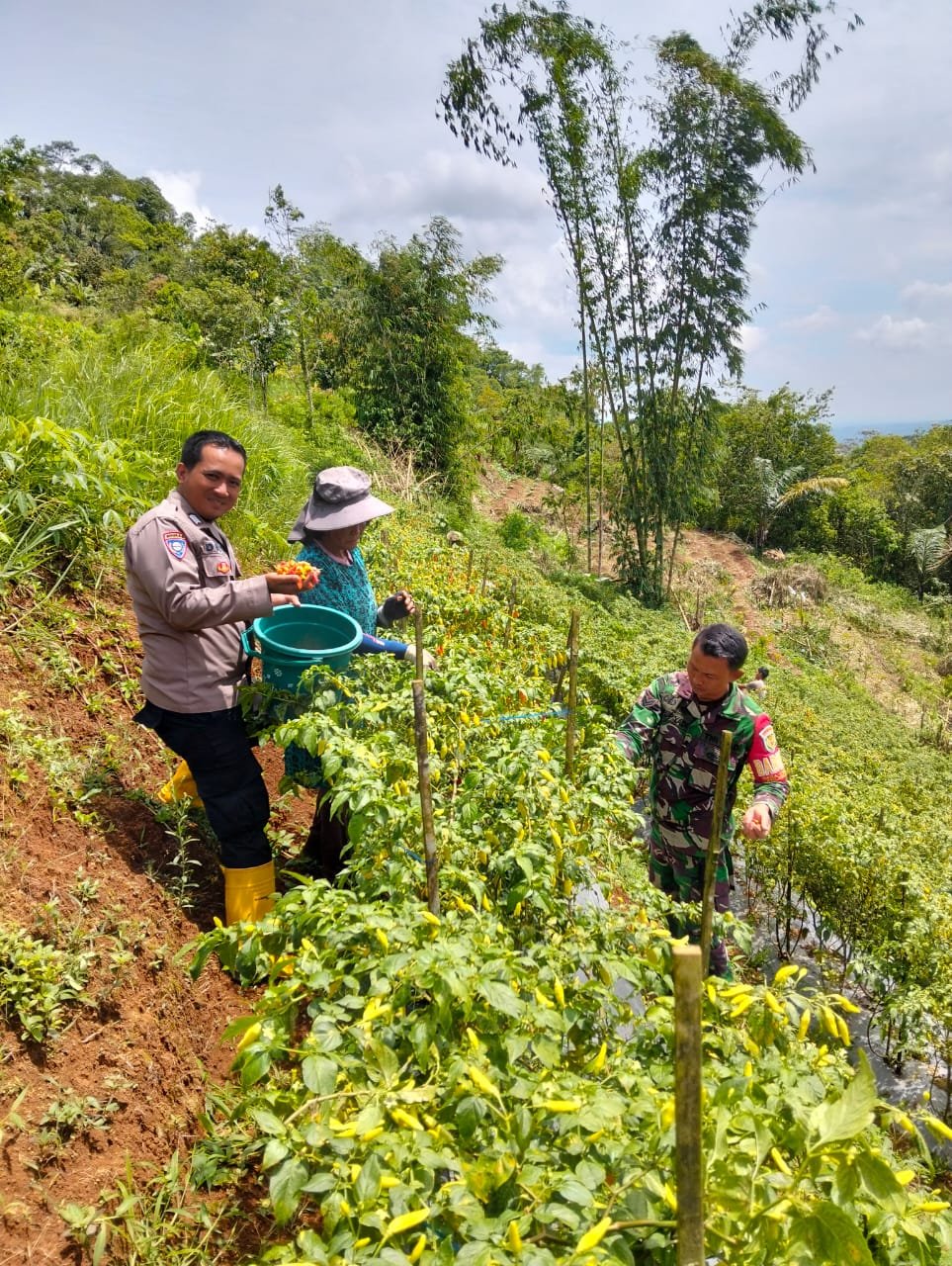 Soliditas TNI-Polri Polsek dan Koramil Panjalu Cooling System ke Poktan Cabai Sukamantri