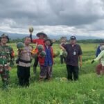 Tingkatkan Produksi dan Kesejahteraan Petani Babinsa Bantu Warga Panen Semangka dan Melon.
