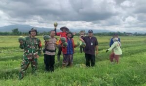 Tingkatkan Produksi dan Kesejahteraan Petani Babinsa Bantu Warga Panen Semangka dan Melon.