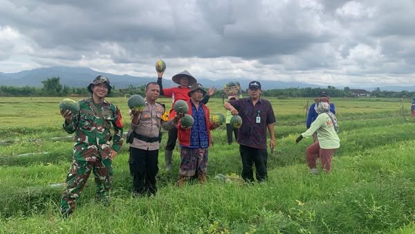 Tingkatkan Produksi dan Kesejahteraan Petani Babinsa Bantu Warga Panen Semangka dan Melon.