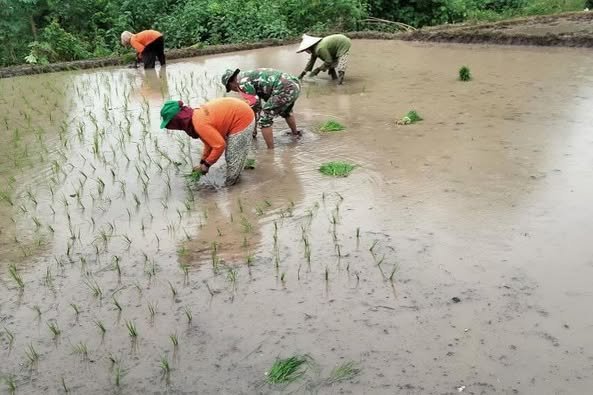 Wujudkan Swasembada Pangan Babinsa Koramil 1425-05/Batang Bantu Petani Tanam Bibit Padi