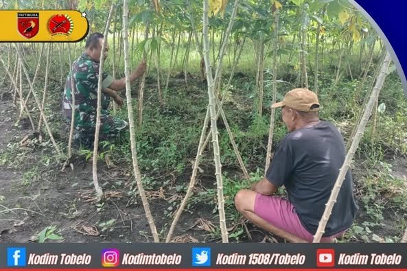 Babinsa Koramil 1508-02/Galela  Motivasi Petani Lokal Dukung Ketahanan Pangan