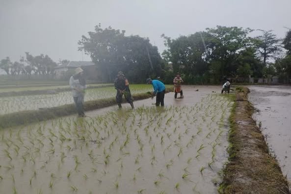 Hujan Dan Lumpur Menjadi Saksi Keseriusan Babinsa Kodim 1425/Jeneponto Sukseskan Program Ketahanan Pangan