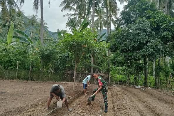TNI Hadir di Tengah Petani: Babinsa Kodim 1401/Majene Bantu Petani