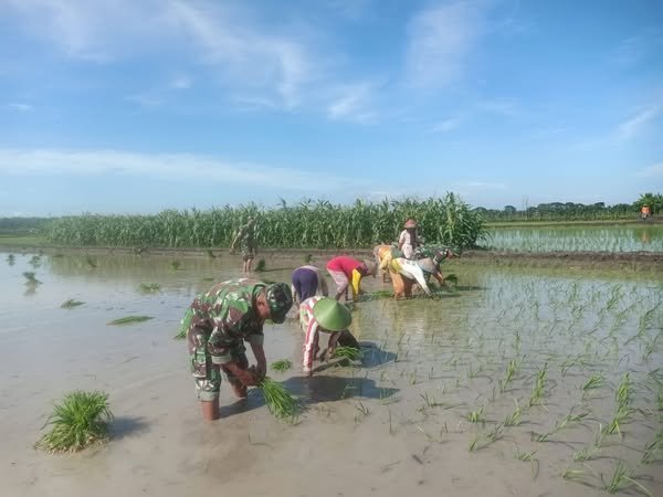 Dukung Ketahanan Pangan Wilayah, Anggota Koramil 11/Jati Bantu Petani Tanam Padi