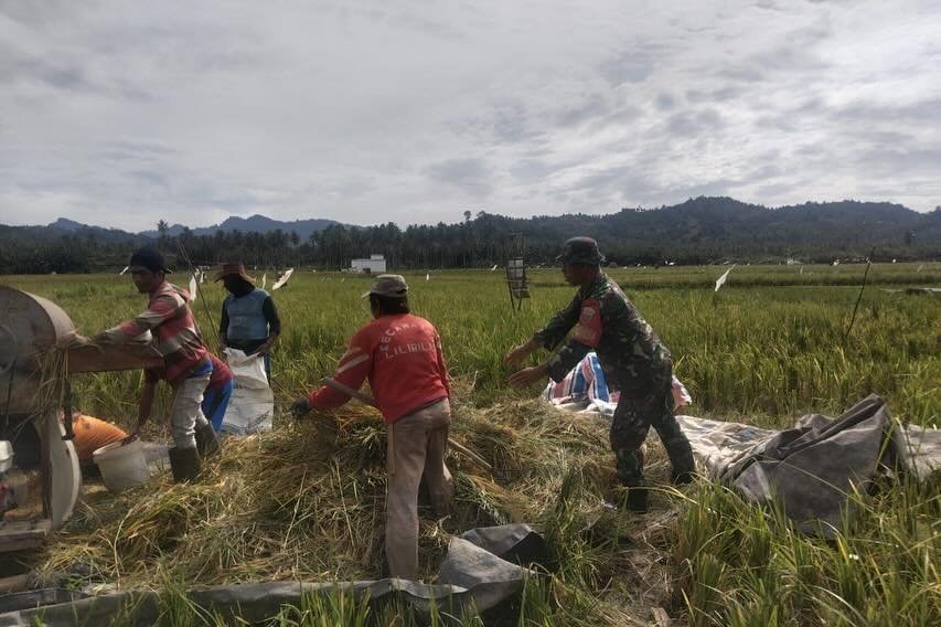 Dukung Ketahanan Pangan Babinsa Kodim 1427/Pasangkayu Dampingi Petani Panen Padi