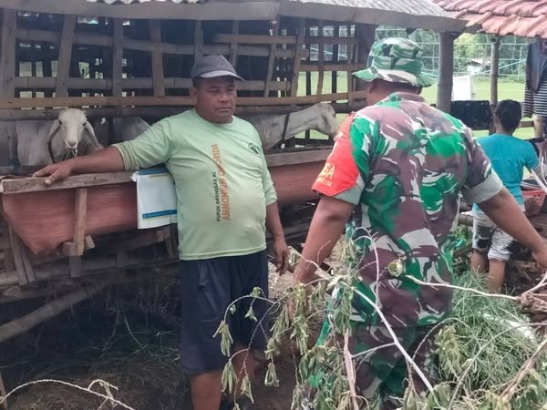 Babinsa Beri Motivasi Dan Pendampingan Pada Peternak Domba Gersik