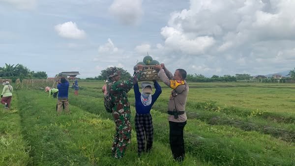 Tingkatkan Produksi dan Kesejahteraan Petani Babinsa Bantu Warga Panen Semangka dan Melon.