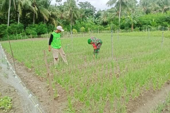 Babinsa Kodim 1401/Majene Dampingi Petani dalam Pemeliharaan Tanaman Bawang Merah