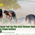 GERAKAN TANAM PADI TIGA PILAR DESA TENTENAN TIMUR DUKUNG KETAHANAN PANGAN NASIONAL