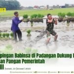 PENDAMPINGAN BABINSA DI PADANGAN DUKUNG PROGRAM KETAHANAN PANGAN PEMERINTAH