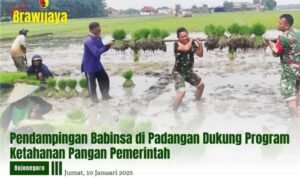 PENDAMPINGAN BABINSA DI PADANGAN DUKUNG PROGRAM KETAHANAN PANGAN PEMERINTAH