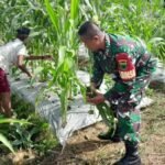 Cek Hama, Babinsa Klamono Dampingi Petani Jagung Dalam Merawat Tanaman