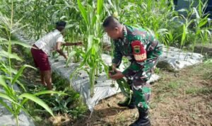 Cek Hama, Babinsa Klamono Dampingi Petani Jagung Dalam Merawat Tanaman