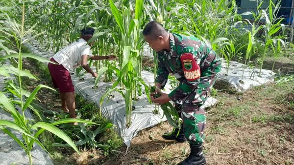 Cek Hama, Babinsa Klamono Dampingi Petani Jagung Dalam Merawat Tanaman