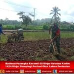 Babinsa Palangka Koramil 05/Sinjai Selatan Kodim 1424/Sinjai Dampingi Petani Olah Lahan Pertanian