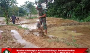 Babinsa Palangka Koramil-05/Sinjai Selatan Kodim 1424/Sinjai Bantu Pengolahan Lahan Milik Petani