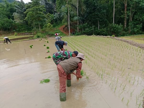 Babinsa Bontosalama Koramil 1424-02/Sinjai Barat Kodim 1424/Sinjai Dampingi Petani Menanam Padi