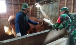 Babinsa Koramil 01/Blora Dampingi Vaksinasi PMK Hewan Ternak di Wilayah Binaan