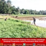 Babinsa Lasiai Koramil 04/Sinjai Timur Dampingi Pengolahan Lahan Persawahan Petani