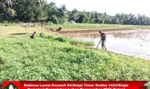 Babinsa Lasiai Koramil 04/Sinjai Timur Dampingi Pengolahan Lahan Persawahan Petani