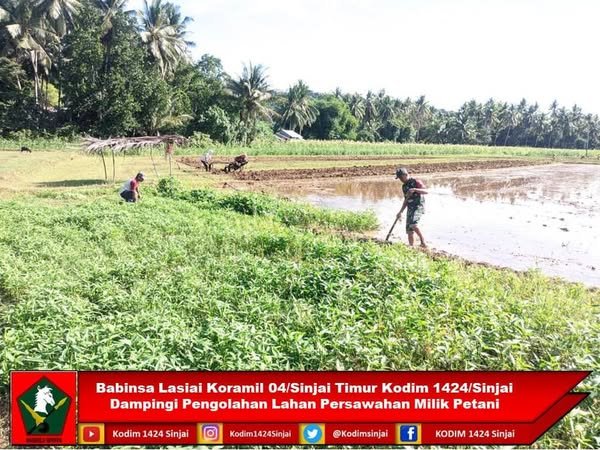 Babinsa Lasiai Koramil 04/Sinjai Timur Dampingi Pengolahan Lahan Persawahan Petani
