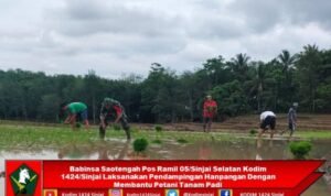 Babinsa Saotengah Pos Ramil 05/Sinjai Selatan Kodim 1424/Sinjai Laksanakan Pendampingan Hanpangan Dengan Membantu Petani Tanam Padi