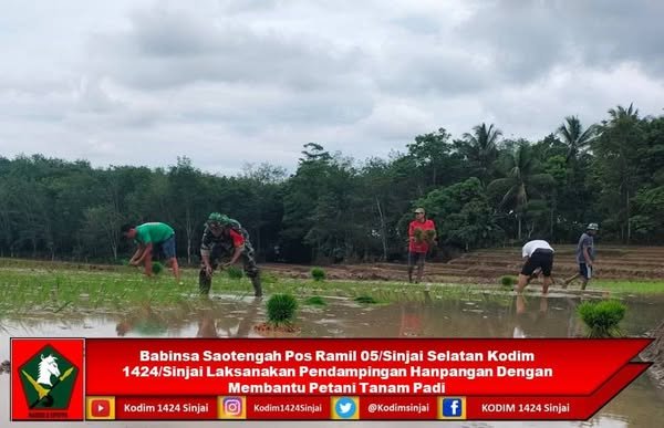 Babinsa Saotengah Pos Ramil 05/Sinjai Selatan Kodim 1424/Sinjai Laksanakan Pendampingan Hanpangan Dengan Membantu Petani Tanam Padi