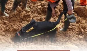Polri Melalui Unit K9 Dit Samapta Polda Jateng Berhasil Temukan Jenazah Balita Korban Longsor di Pekalongan