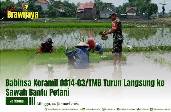 BABINSA KORAMIL 0814-03/TMB TURUN LANGSUNG KE SAWAH BANTU PETANI