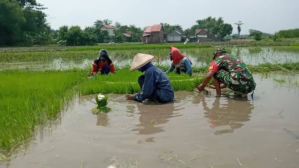 BABINSA KORAMIL 0814-03/TMB TURUN LANGSUNG KE SAWAH BANTU PETANI