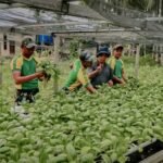 Satgas Pamtas Yonarmed 11 Kostrad Gelar Panen Bersama Warga Desa Tanjung Aru