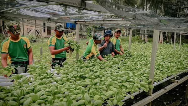 Satgas Pamtas Yonarmed 11 Kostrad Gelar Panen Bersama Warga Desa Tanjung Aru