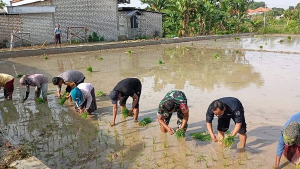 GERAKAN TANAM PADI TIGA PILAR DESA TENTENAN TIMUR DUKUNG KETAHANAN PANGAN NASIONAL