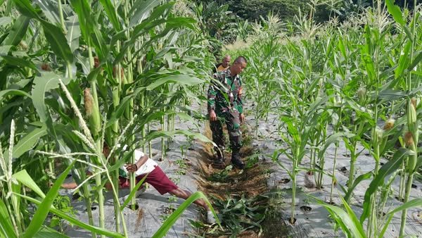 Cek Hama, Babinsa Klamono Dampingi Petani Jagung Dalam Merawat Tanaman